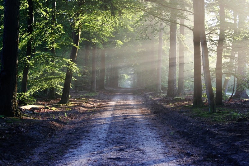 Forest Labyrinth